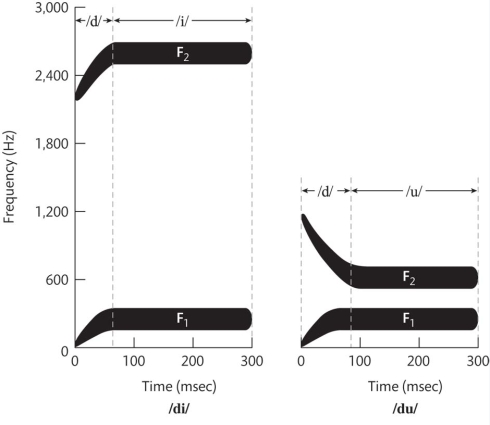 This figure illustrating coarticulation in consonant production shows the schematic spectrograms for /di/ and /du/. The second formant for the vowel /i/ has much higher frequency than that for the vowel /u/. The transition from /d/ to the second formant of the vowel has a high and rising profile for /di/ and a low and declining profile for /du/. However, one perceives the /d/ as sounding the same in the two syllables. This is an example of:   A)  harmonicity. B)  perceptual constancy. C)  categorical perception. D)  the McGurk effect.