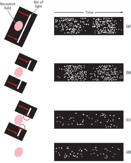 In the context of neural basis of perceptual interpolation, von der Heydt et al. (1984)  conducted experiments with monkeys to record the responses of single neurons in area V2. The figure shows four stimuli and four response patterns for neurons in area V2. These recordings suggest that there is a neural basis for the representation of:   A)  illusory contours. B)  image clutter. C)  variable views. D)  surfaces.