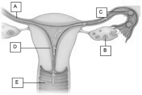 Match the following descriptions with the appropriate letter.    -sperm enter the female reproductive tract here