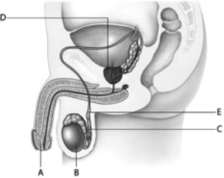 Match the following descriptions with the appropriate letter.    -sperm exit the male body