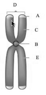   -These shorten after each cell division.