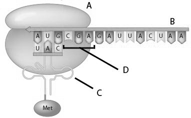 Match the following descriptions with the appropriate letter.    -contains a region called the anticodon