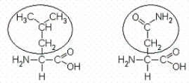 Consider the two amino acids below.The circled portion of each amino acid represents their R groups,or side chains.   Leucine Asparagine Which of the following statements are true? A) Leucine's side chain is polar and asparagine's side chain is nonpolar. B) The side chain on asparagine is hydrophilic. C) Asparagine is used to make polypeptides,but leucine is not. D) Leucine's large side chain makes it very reactive and unstable. E) At least two of the above statements are true.