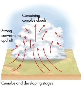 The following diagram represents which stage of thunderstorm development?   A)  mature B)  cumulus C)  dissipating D)  stationary E)  occlusion