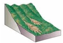 The type of mass wasting depicted is   A)  debris flow. B)  earthflow. C)  soil creep. D)  solifluction. E)  mudflow.