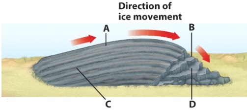 Which side of the Roche moutonêe in the following image is polished smooth by abrasion?   A)  A B)  B C)  C D)  D