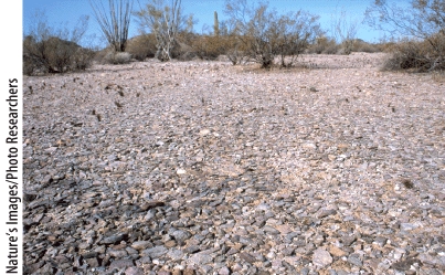 What feature is dominant in this image?   A)  a deflation hollow B)  a ventifact C)  desert pavement D)  a yardang E)  a playa