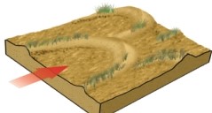 With wind indicated by the arrow,which type of dune is stabilized by vegetation,as seen in the following image?   A)  parabolic B)  barchan C)  dome D)  transverse E)  star