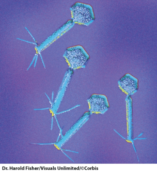 <strong>This microorganism can infect _____. </strong> A)algae B)bacteria C)viruses D)prions