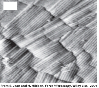 The image of this fungus was taken using a:   A) confocal microscope B) atomic force microscope C) compound light microscope D) fluorescence microscope