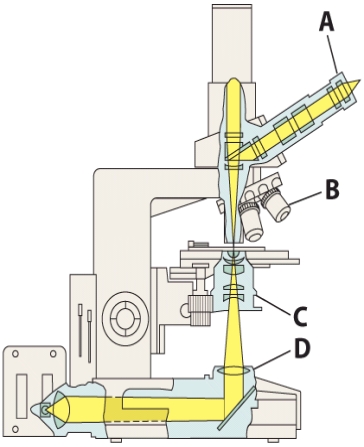 This structure converges the light beams so they pass through the specimen.   A) A B) B C) C D) D