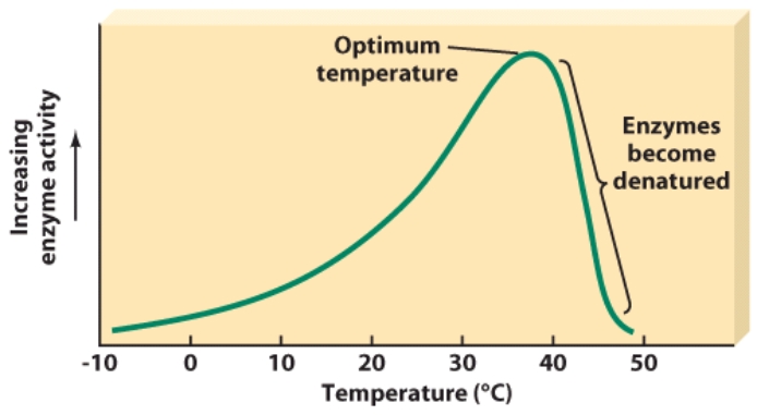 At which temperature do enzymes begin to denature   A) 20 degrees Celsius B) 30 degrees Celsius C) 40 degrees Celsius D) 50 degrees Celsius