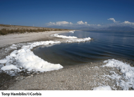 Microbes that live in this environment actively transport _____ out of their cells.   A) potassium B) oxygen C) sodium D) nitrogen