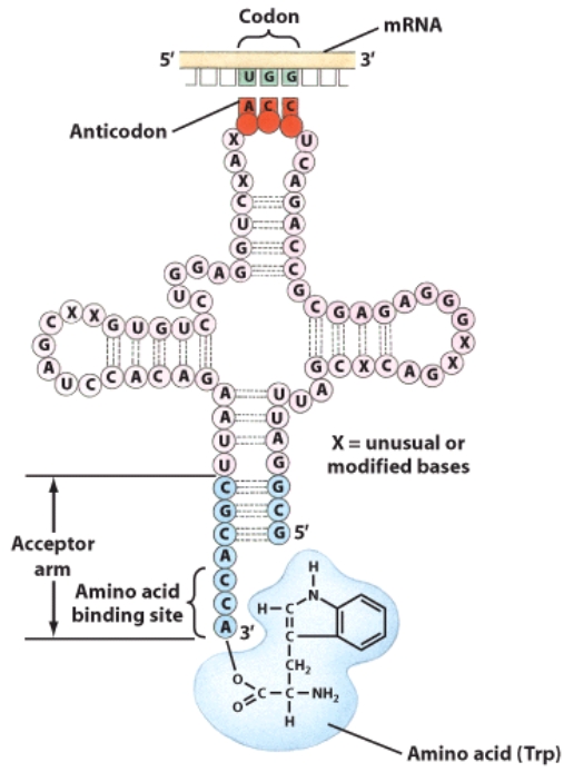 This molecule is used in the process of _____.   A) DNA replication B) mitosis C) meiosis D) protein synthesis