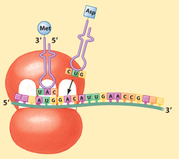 Which of the following is the anti-codon corresponding to methionine   A) AUG B) GAC C) CUG D) UAC