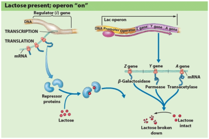 <strong>In order for beta-galactosidase,permease and transacetylase to be produced,____ can cause the operator to initiate transcription. </strong> A)mRNA B)lac operon C)repressor proteins D)RNA polymerase