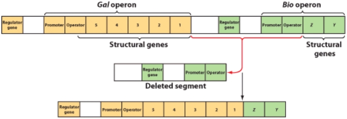 This illustration represents:   A) conjugation or transformation B) transduction or mutation C) genetic fusion D) protoplast fusion or gene amplification