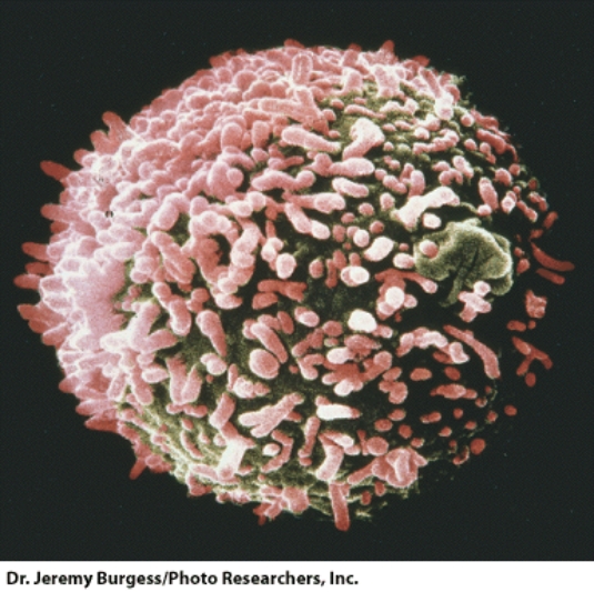 This cell is the result of fusing a:   A) cancer cell and a plasma cell B) virus and a bacterium C) cancer cell and a virus D) plasma cell and a virus