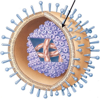 Which structure of the herpesvirus is represented by the arrow   A) Capsid B) Nucleic acid core C) Spikes D) Envelope