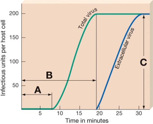 Identify the portion of the growth curve that represents the time after penetration through the release of mature phages.   A) A B) B C) C