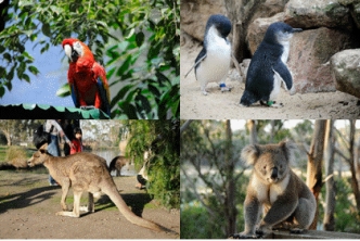 Case 2-2 Max recently came back from Australia,where he developed a Web site about Australian animals.He used the following image to create the code for an image map,shown below the picture.When he tested the code in a browser,he discovered that the code does not work properly.He asked his brother Ethan to help him fix the code.Ethan asked him several questions in order to help him.(Note: The image size is 420 x 280 pixels. )     <p><map imagename= Australia > <area shape= rect  coords= 20,20,230,160  href= parrots.htm  alt= Australian Parrots  title= Australian Parrots Page  /> <area shape= rect  coords= 100,20,440,160  href= penguins.htm  alt= Australian Penguins  title= Australian Penguins  /> <area shape= poly  coords= 20,160,230,300  href= kangaroos.htm  alt= Australian Kangaroos  title= Australian Kangaroos  /> <area shape= rect  coords= 230,160,440,300  href= koalas.htm  alt= Australian Koalas  title= Australian Koalas  /> </p> -Ethan discovered that the values for one of the four coords attributes is incorrect,so the areas of the image are overlapped.Which one needs to be corrected? A)  20,20,230,160 B)  100,20,440,160 C)  20,160,230,300 D)  230,160,440,300
