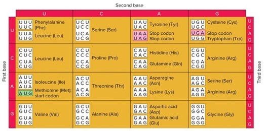   Which of the following is NOT a stop codon? A)  UGA B)  UUA C)  UAG D)  UAA