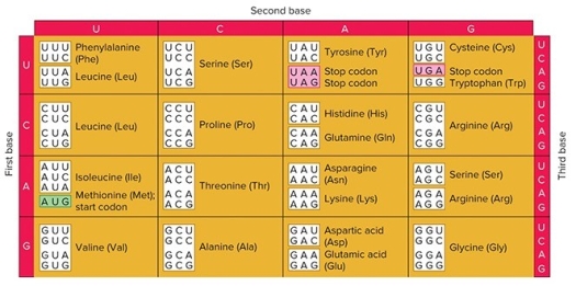   Which of the following codons is NOT degenerate to CUU? A)  CUC B)  UUG C)  CUA D)  AUU E)  UUA