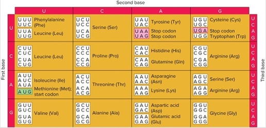   What is the least number of tRNAs needed to carry isoleucine,and what is/are the anticodon(s) ? A)  one-5′IAU3′ B)  one-5′UAU3′ C)  two-5′GAU3′ and 5′UAU3′ D)  two-5′AUA3′ and 5′UAI3′