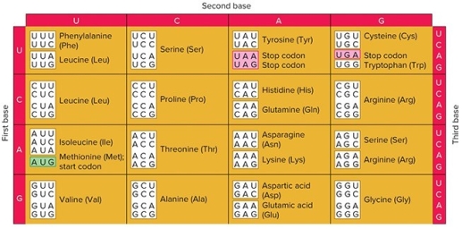 <strong>   A tRNA's anticodon is 5′GGC3′.What amino acid is attached to it?</strong> A) Glycine B) Proline C) Alanine D) Arginine <div style=padding-top: 35px> 