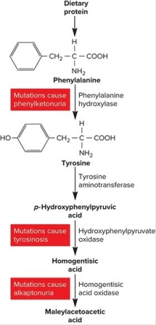    You are studying the DNA of a person who you know has two defective copies of the gene that encodes phenylalanine hydroxylase. You are surprised to find that this person also carries two defective copies of the gene for homogentisic acid oxidase. What disease symptoms will this person exhibit? (Assume pathway intermediates are not available from sources outside the phenylalanine breakdown pathway.)  A)  This person will exhibit symptoms of alkaptonuria. B)  This person will exhibit symptoms of tyrosinosis. C)  This person will exhibit symptoms of phenylketonuria. D)  This person will exhibit symptoms of alkaptonuria and phenylketonuria. E)  This person will be phenotypically normal.
