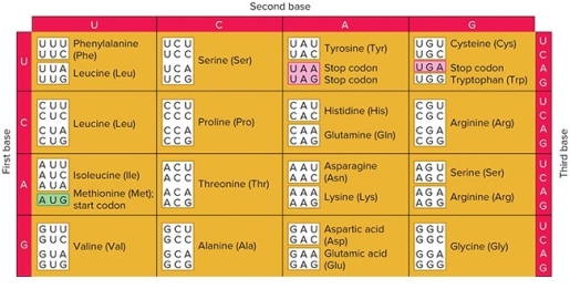   You perform a cell free translation experiment like Nirenberg and Matthaei,but you forget to write down what nucleotides you added to make the mRNA.You precipitate the translated polypeptides and measure the relative amount of radiolabeled amino acids incorporated into them. You get 25% proline,25% threonine,12.5% glutamine,12.5% lysine,12.5% asparagine,and 12.5% histidine. What nucleotides and in what % did you add to make the mRNA? A)  Equal amounts of A, C, U, and G B)  50% C and 50% A C)  70% C and 30% A D)  50% C and 50% U E)  50% A and 50% G