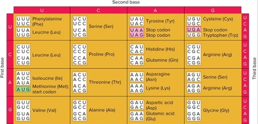       What is the minimal number of tRNAs that can be used to recognize all of the codons for threonine? A)  1 B)  2 C)  3 D)  4