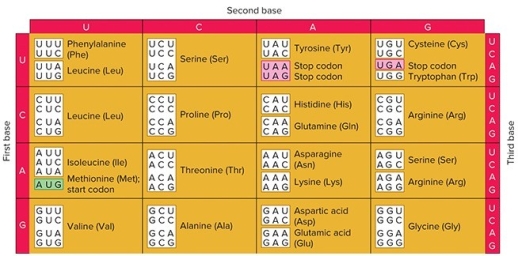   You perform a cell free translation experiment like Nirenberg and Matthaei.You start with 60% C and 40% A.What relative amount of radiolabeled proline do you expect in the translated polypeptides? A)  36% B)  22% C)  14% D)  28%