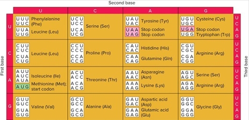   Suppose you performed a triplet binding assay with the triplet 5′-UAA-3′.What radiolabeled amino acids do you expect to find bound to the filter? A)  Tyrosine B)  Asparagine C)  Methionine D)  None