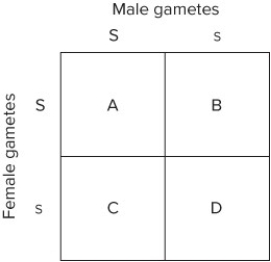 <strong>The following question refers to the Punnett square below. Which letter represents a homozygotic dominant progeny? </strong> A) A B) B C) C D) D