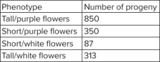 <strong>The results of a dihybrid cross of plants is given in the table below. What conclusions would you make? </strong> A) More progeny should be counted since the number of progeny is too low to make this type of analysis. B) The chi square value is so close to the p value at 0.05 a conclusion should not be drawn and another mating should be performed. C) The results are statistically the same as the expected results. D) The results are statistically significantly different than the expected results.