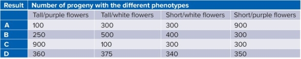 Select which of the following results would most closely conform to a test cross of a dyhybrid plant   A)  A B)  B C)  C D)  D