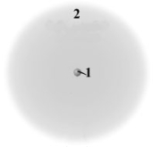 Consider the following model of a generic atom.   Which of the following is correct regarding the  regions  labeled 1 and 2? A) Region 1 contains most of the mass and is negatively charged. B) Region 2 contains very little mass and is positively charged. C) Region 1 contains most of the mass and is positively charged. D) Region 2 contains very little mass and is not charged. E) Region 1 contains most of the mass and not charged.