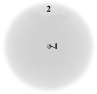 Consider the following generic picture of an atom.   Which of the following is correct about the regions labeled 1 and 2? A) Region 2 is populated by electrons and neutrons. B) Region 2 is populated by electrons an protons. C) Region 1 is populated by protons and neutrons. D) Region 1 is populated by protons and electrons. E) Region 1 is populated only by electrons and Region 2 only by protons.