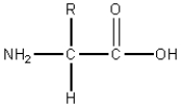 Consider the following general structure.   If the R group were HO-CH<sub>2</sub>-,this compound would be classified as: A) nonpolar,neutral B) polar,neutral C) polar,acidic D) polar,basic