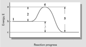Consider the diagram given below.   Which number point on the diagram indicates the E<sub>a</sub> for the forward reaction? A) 1 B) 2 C) 3 D) 4 E) 5