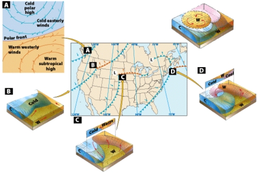 The figure labeled A shows the _______ of wave cyclone development.   A) initial conditions B) early stage C) occluded stage D) open stage