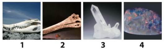 The photos below show four common materials. Which material is not considered a mineral because it forms by organic processes? .   A) 1 B) 2 C) 3 D) 4