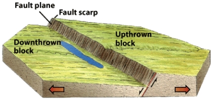 The figure below illustrates what type of fault?   A) normal B) reverse C) thrust D) shear E) strike-slip