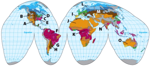On the illustration, the soil at C is:   A) alfisol B) spodosol C) ultisol D) inceptisol