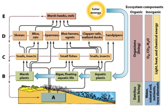 <strong>On the illustration, letter C shows: </strong> A)primary consumers B)primary producers C)secondary consumers D)decomposers