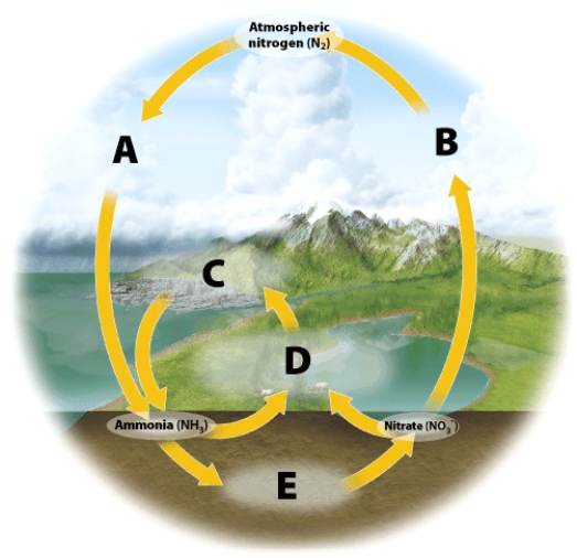 <strong>On the illustration, letter C is: </strong> A)assimilation B)nitrification C)fixation D)ammonification