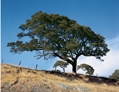 <strong>The picture shows a live oak of California that is adapted to water scarcity through its: </strong> A)extensive surface root system B)tough, waxy leaves C)light colored leaves and bark D)long, narrow leaf shape