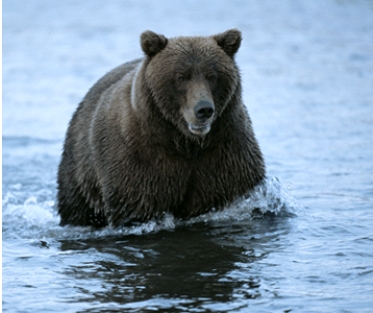 <strong>The picture shows a bear that has BEST adapted to: </strong> A)hot temperatures B)lack of light C)cold temperatures D)dry conditions