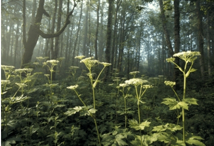 <strong>The cow parsnips in the foreground of the photo have adapted to: </strong> A)shade B)long growing season C)cold temperatures D)dry conditions